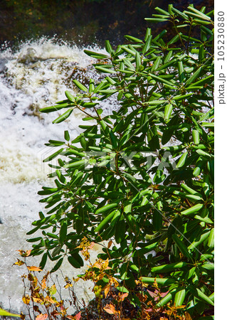 Green plant leaves in detail with raging waters behind Green plant leaves in detail with raging waters behind 105230880