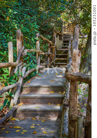 Natural wood railing boardwalk steps going back inti green forest Natural wood railing boardwalk steps going back inti green forest 105231001