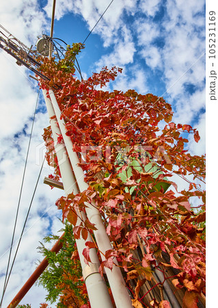 Red vines grow up and take over wood telephone pole viewed from below 105231169