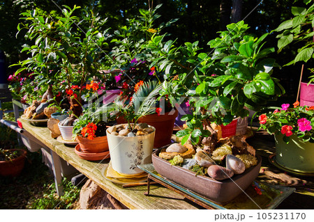 Table covered in rustic zen garden plants in pots 105231170