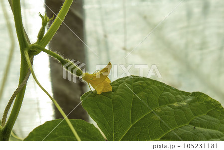 small fruits of growing cucumbers on a bush, backgrounds small fruits of growing cucumbers on a bush, backgrounds 105231181