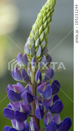 Half bloomed lupine flower in macro lens, backgrounds,textures Half bloomed lupine flower in macro lens, backgrounds,textures 105231244
