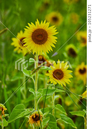 Field of sunflowers up close on a few of them Field of sunflowers up close on a few of them 105231271