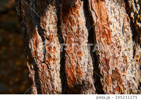 Thick brown tree bark texture from angle in harsh light Thick brown tree bark texture from angle in harsh light 105231275