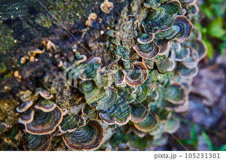 Fungi detail and mushrooms covering small log 105231301