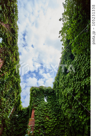 Looking up in alley of abandoned brick building covered fully in green vines and ivy Looking up in alley of abandoned brick building covered fully in green vines and ivy 105231338