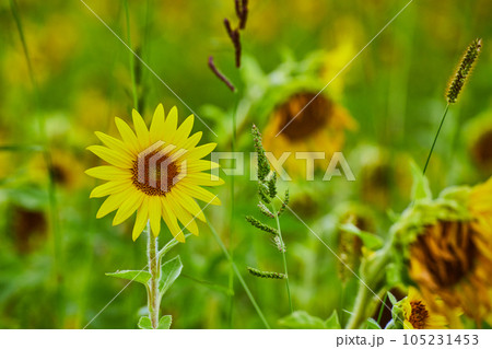 Single young sunflower straight on in left third surrounded by sunflowers 105231453