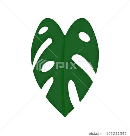 monstera leaf 105231542