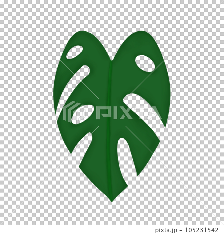 monstera leaf 105231542