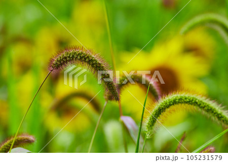 Grasses in fields with soft sunflowers behind 105231579