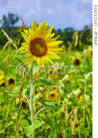 Focus on beautiful sunflower in field of flowers Focus on beautiful sunflower in field of flowers 105231632