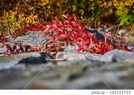 Looking down stone wall with red-leafed vines in fall growing up 105231733