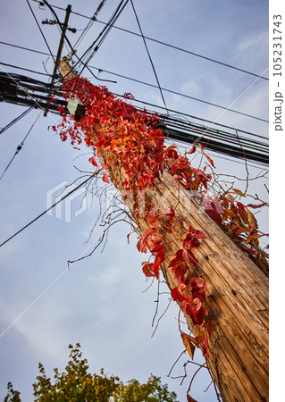Red vines and leaves grow up along telephone pole with view from below Red vines and leaves grow up along telephone pole with view from below 105231743
