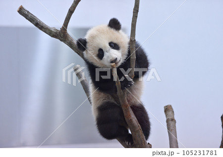 木に登って遊ぶ優浜 105231781