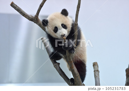 木に登って遊ぶ優浜 105231783