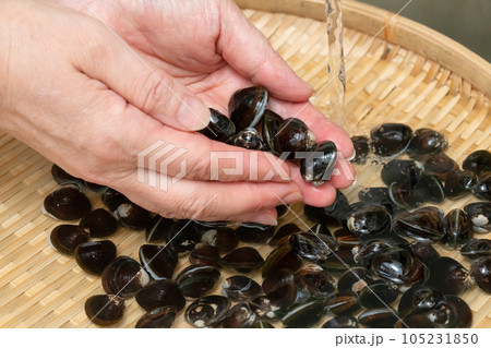 しじみ 洗う 105231850