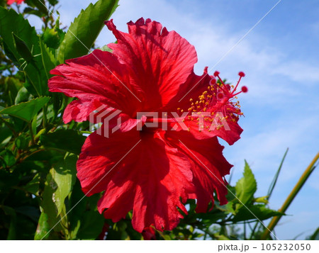 花 フラワー お花 105232050