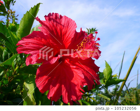 花 フラワー お花 105232056