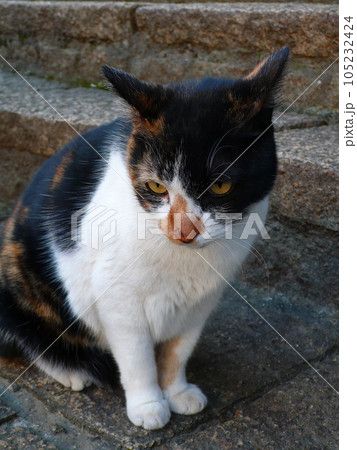 猫 ねこ ネコ 105232424