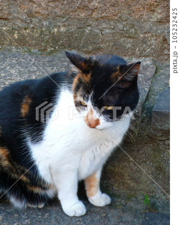 猫 ねこ ネコ 105232425