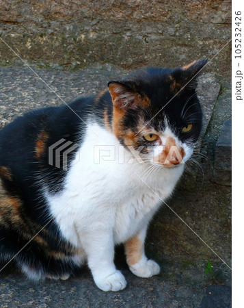 猫 ねこ ネコ 105232426