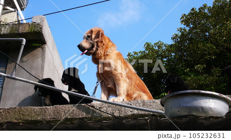 子犬 仔犬 こいぬ 105232631
