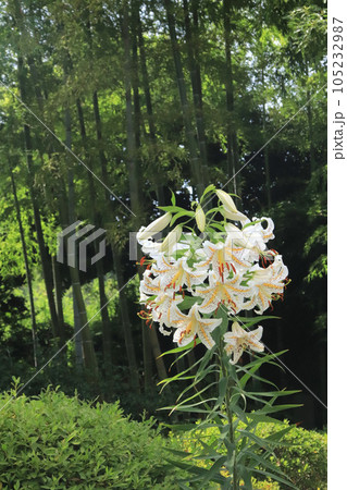 竹林のユリ 竹林のユリ 105232987