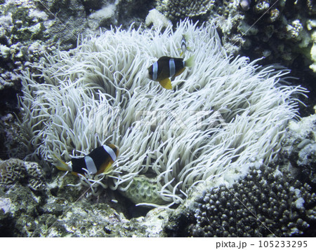 シライトイソギンチャクにいるクマノミ 105233295