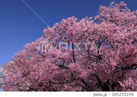 長野県伊那市中央 桜の名所伊那公園で見られる満開のサクラ 長野県伊那市中央 桜の名所伊那公園で見られる満開のサクラ 105233299