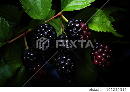 Blackberries with leaves. Branch of ripe blackberry in a garden on green background. Generative AI 105233315