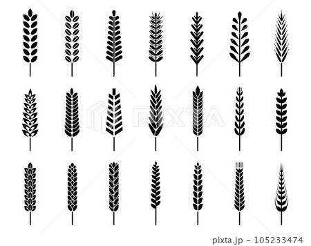 Isolated black wheat silhouettes icons. Barley rye ears, cereal agriculture symbols. Seasonal farm, organic bread or harvest decent vector signs Isolated black wheat silhouettes icons. Barley rye ears, cereal agriculture symbols. Seasonal farm, organic bread or harvest decent vector signs 105233474