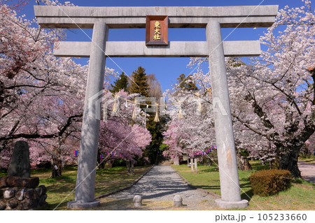 長野県伊那市中央　桜の名所伊那公園内に鎮座する伊那東大社の鳥居と参道のコヒガンザクラやソメイヨシノ 105233660