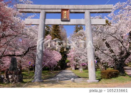 長野県伊那市中央　桜の名所伊那公園内に鎮座する伊那東大社の鳥居と参道のコヒガンザクラやソメイヨシノ 105233661