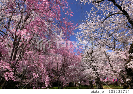 長野県伊那市中央　桜の名所伊那公園内に鎮座する伊那東大社境内のコヒガンザクラやソメイヨシノ 105233714