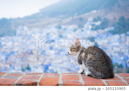 シャウエンと猫 105233905