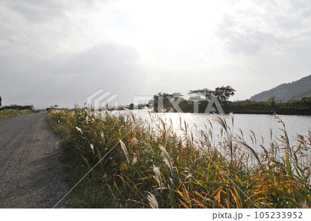 秋草の茂る川沿いの道 秋草の茂る川沿いの道 105233952