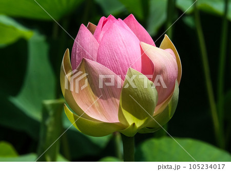 Lotuses (lat. Nelumbo nucifera) Lotuses (lat. Nelumbo nucifera) 105234017