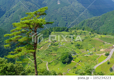 岐阜のマチュピチュ 天空の茶畑(岐阜県揖斐川町) 岐阜のマチュピチュ 天空の茶畑(岐阜県揖斐川町) 105234223