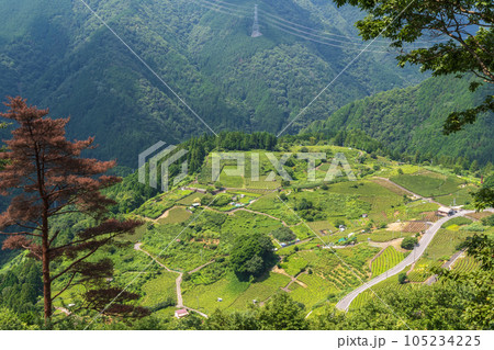 岐阜のマチュピチュ 天空の茶畑(岐阜県揖斐川町) 岐阜のマチュピチュ 天空の茶畑(岐阜県揖斐川町) 105234225