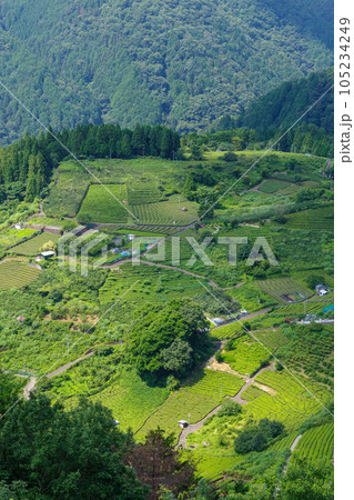 岐阜のマチュピチュ 天空の茶畑（岐阜県揖斐川町） 105234249