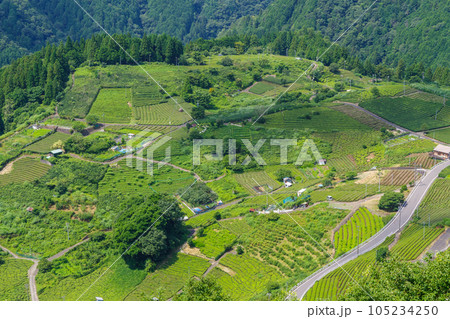 岐阜のマチュピチュ 天空の茶畑（岐阜県揖斐川町） 105234250