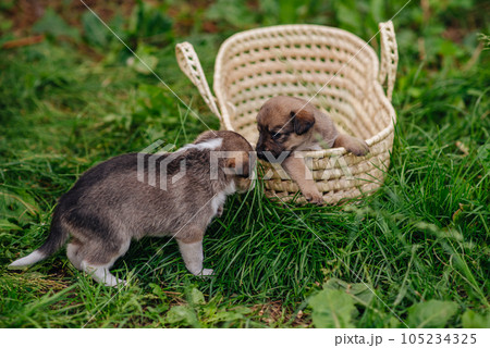 little cute puppy and a good friend. dog training. Be my friend. Puppy in a basket. High quality photo 105234325
