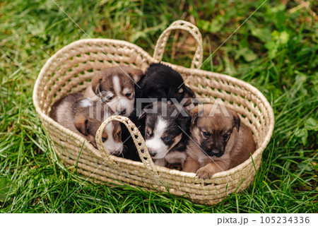 little cute puppy and a good friend. dog training. Be my friend. Puppy in a basket. High quality photo little cute puppy and a good friend. dog training. Be my friend. Puppy in a basket. High quality photo 105234336