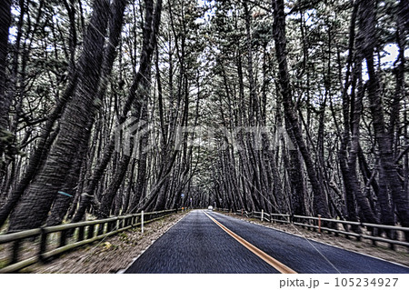 唐津松林 105234927