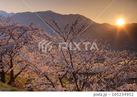 長野県伊那市美篶 伊那ナイスロード沿い三峰川サイクリングロード桜並木と中央アルプス木曽山脈に沈む夕陽 長野県伊那市美篶 伊那ナイスロード沿い三峰川サイクリングロード桜並木と中央アルプス木曽山脈に沈む夕陽 105234952