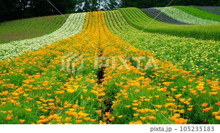 北海道　ファーム富田 105235183