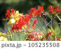 ハチドリ 105235508