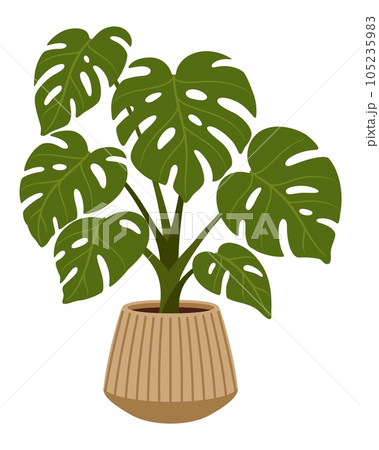 Pot with monstera plant. Isolated cartoon vector large, tropical green flower with glossy, heart-shaped leaves featuring distinctive natural splits. Adds a touch of exotic beauty to home or office 105235983