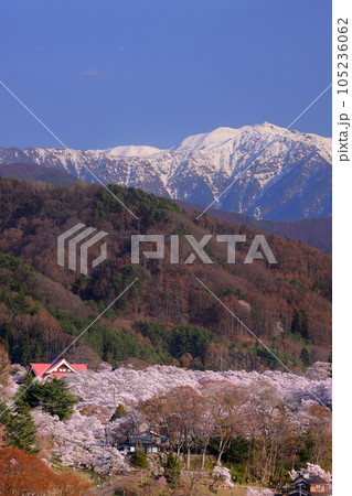 長野県伊那市高遠町　鉾持神社からの高遠城址公園タカトオコヒガン桜と冠雪した南アルプス山脈仙丈ヶ岳 105236062