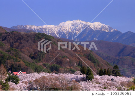 長野県伊那市高遠町　鉾持神社からの高遠城址公園タカトオコヒガン桜と冠雪した南アルプス山脈仙丈ヶ岳 105236065